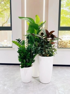 宁波余姚绿植租赁哪家强？专业的它超棒